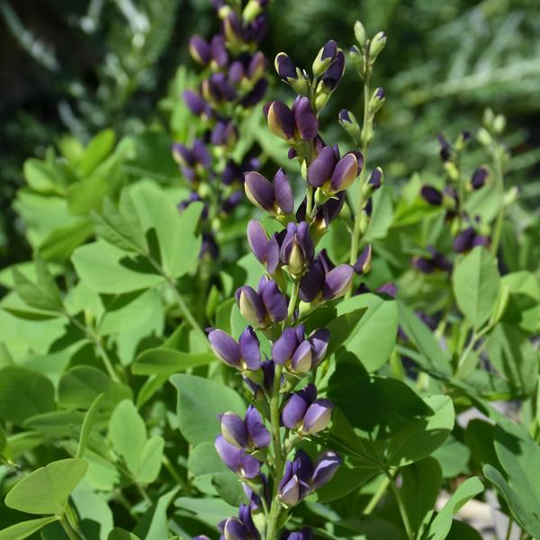 Baptisia Indigo Spires - 1c