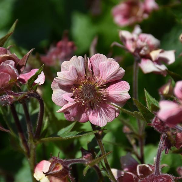 Geum Tempo Rose - 1c