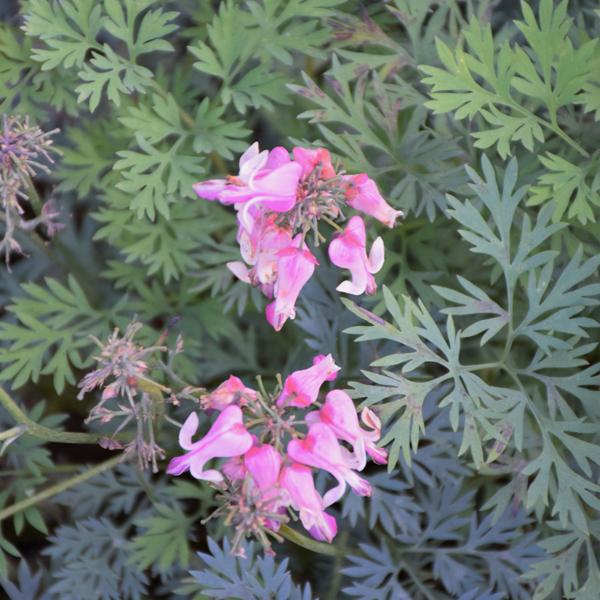 Dicentra Pink Diamonds - 1c