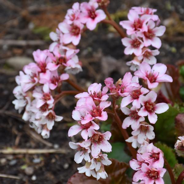 Bergenia Fairytale Romance - 1c