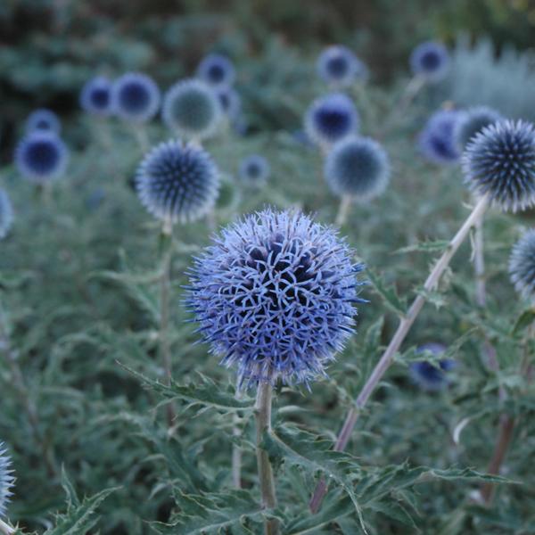 Echinops Blue Glow - 1c