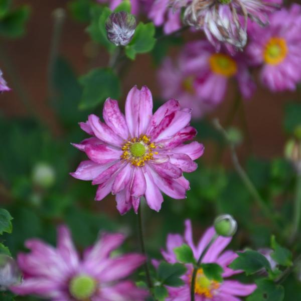 Anemone Sweetly - 1.5c