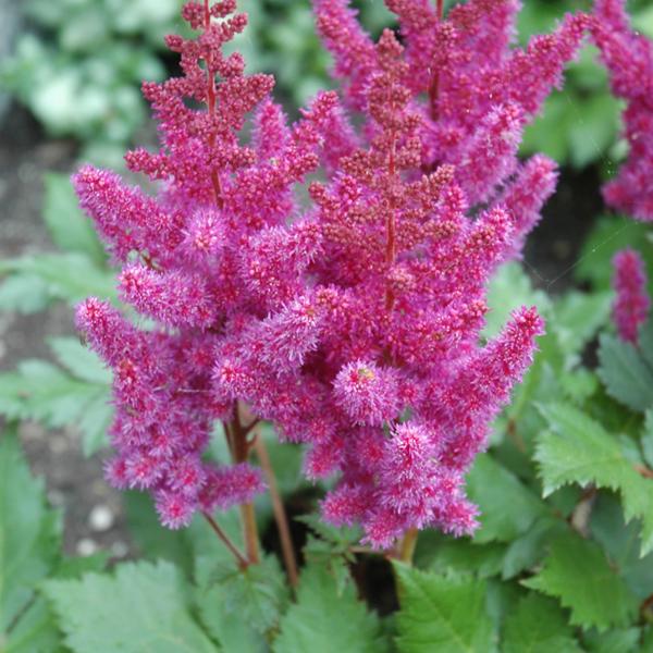 Astilbe Visions - 1.5c