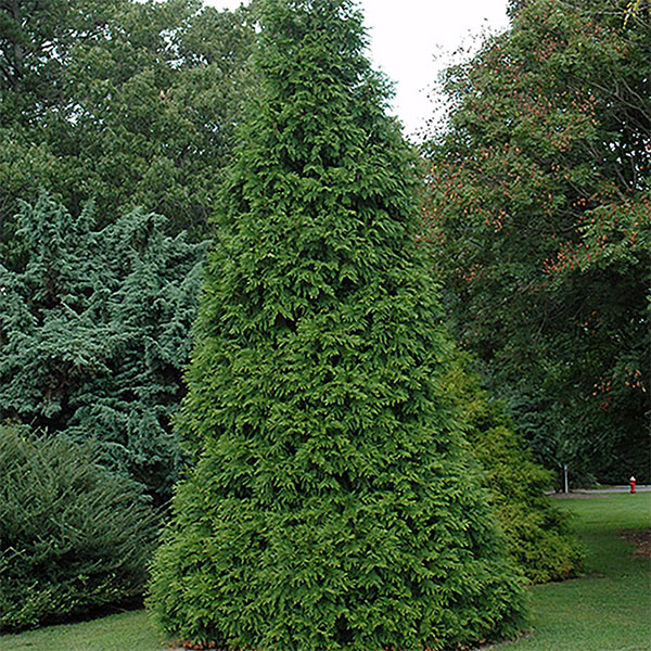 Arborvitae