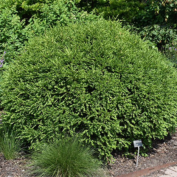 Boxwood