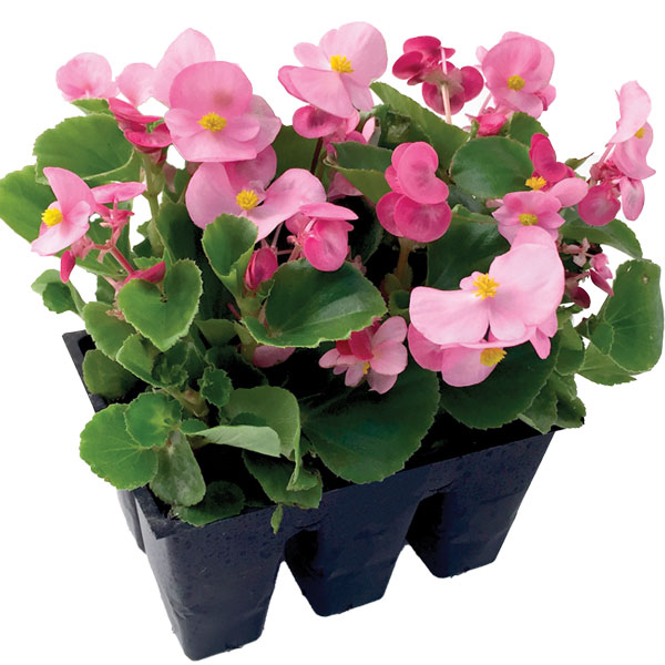 6-Pack Annual Flowers