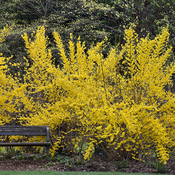 Forsythia