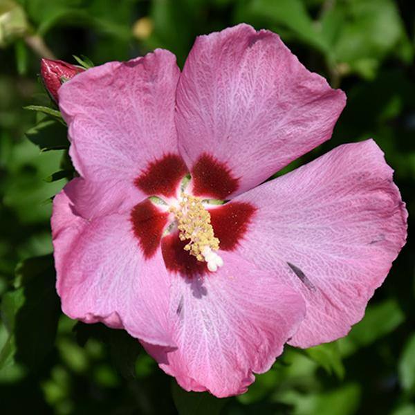 Rose of Sharon