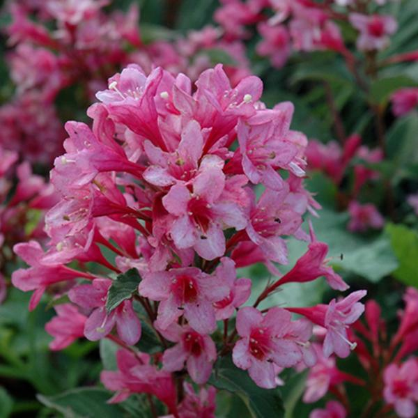 Weigela