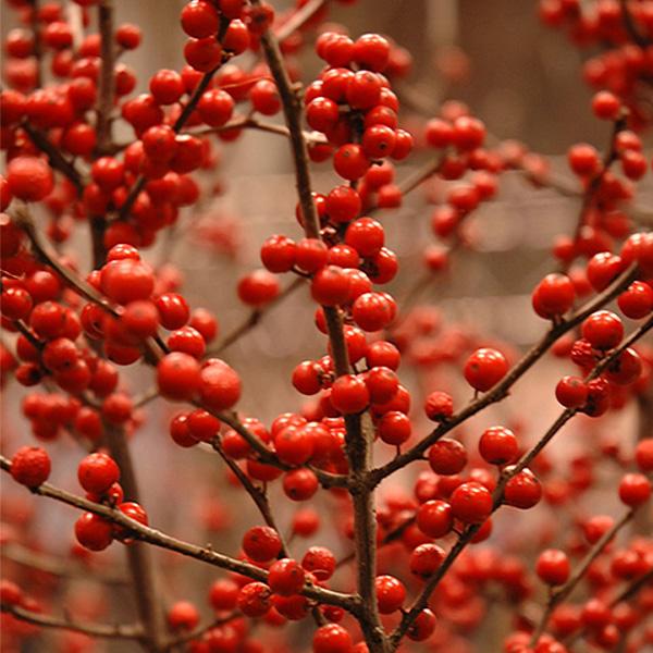 Winterberry