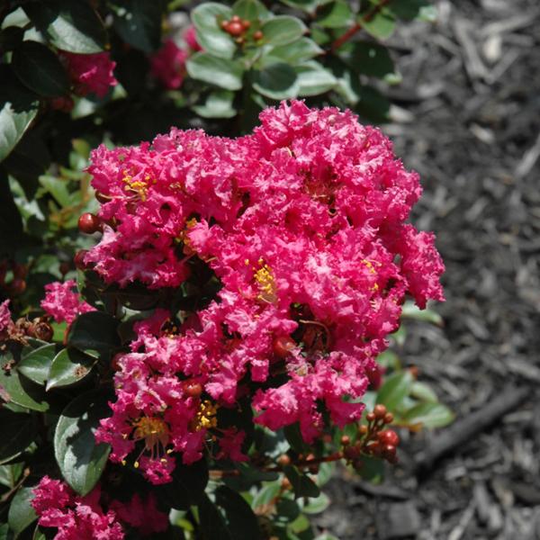 Crape Myrtle Dwarf Berry Dazzle - 3c