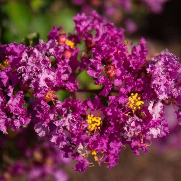 Crape Myrtle Dwarf Bellini Grape - 2c