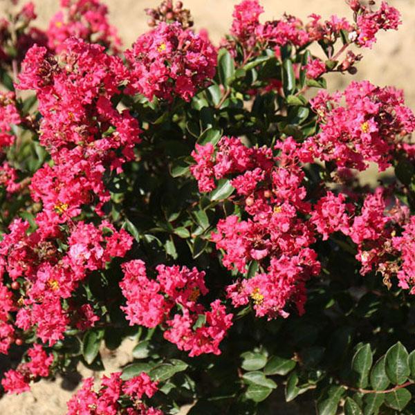 Crape Myrtle Dwarf Bellini Raspber - 2c