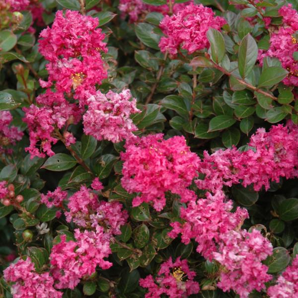 Crape Myrtle Dwarf Pocomoke - 3c