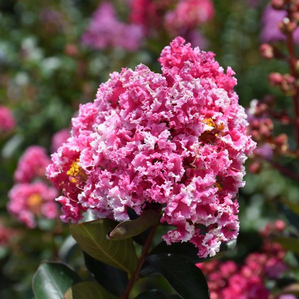 Departments - Crape Myrtle Raspberry Sundae - 7c