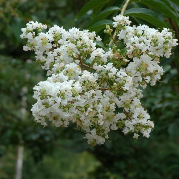 Crapemyrtle, Sarah's Favorite--15 gallon