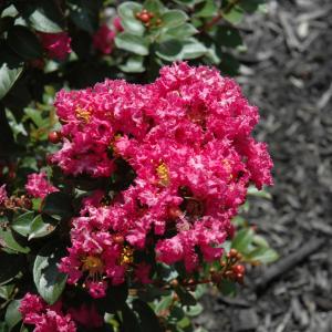 Crape Myrtle Dwarf Berry Dazzle - 3c