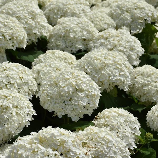 Hydrangea Arborescens Incrediball - 3c