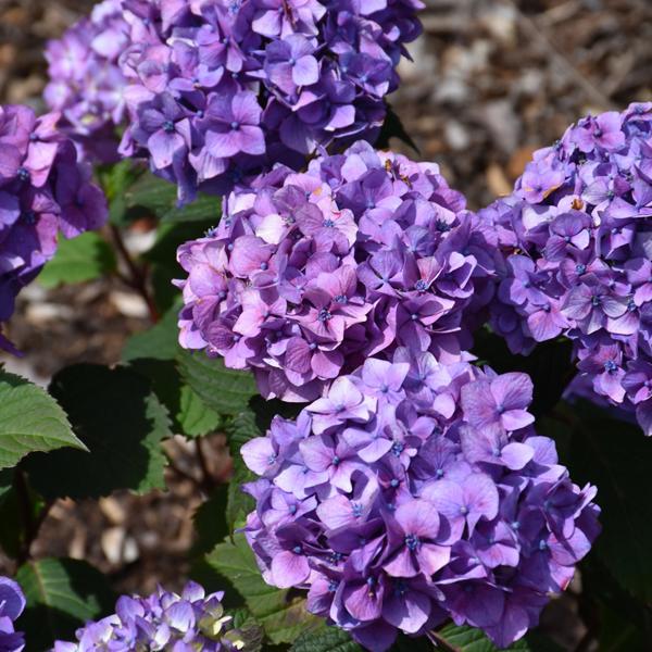 Hydrangea Macrophylla Endless Summer® Bloomstruck - 2c