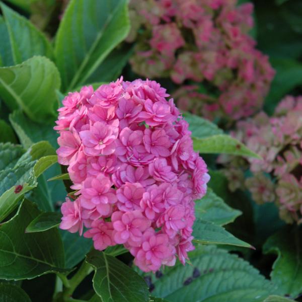 Hydrangea Macrophylla Forever Together - 3c