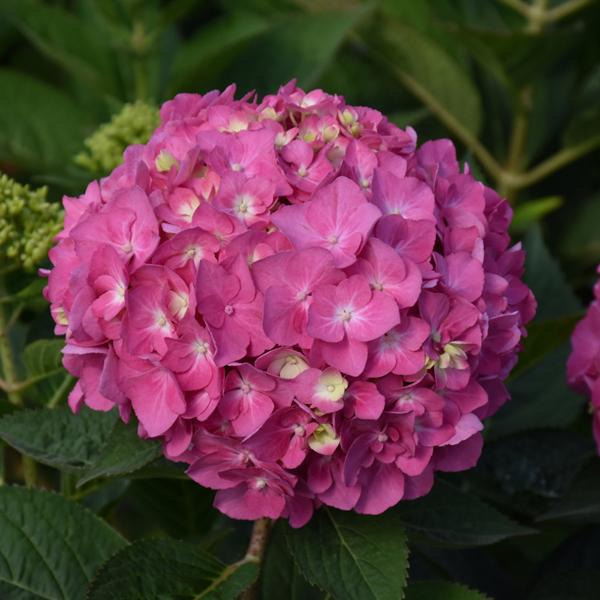 Hydrangea Macrophylla Lets Dance Arriba - 3c