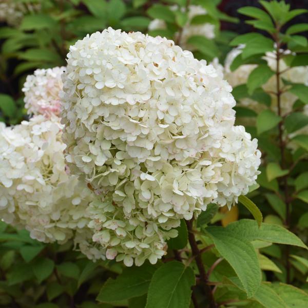 Hydrangea Paniculata Bobo - 3c