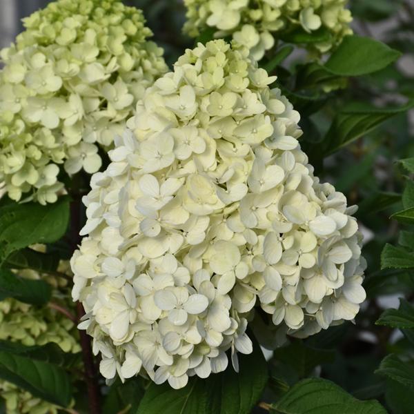 Departments - Hydrangea Paniculata Little Lime Punch - 3c