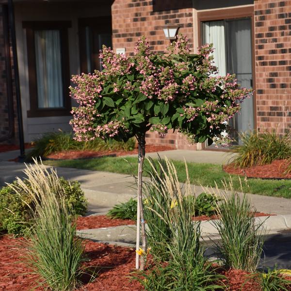 Hydrangea Paniculata Quick Fire Tree Form - 7c