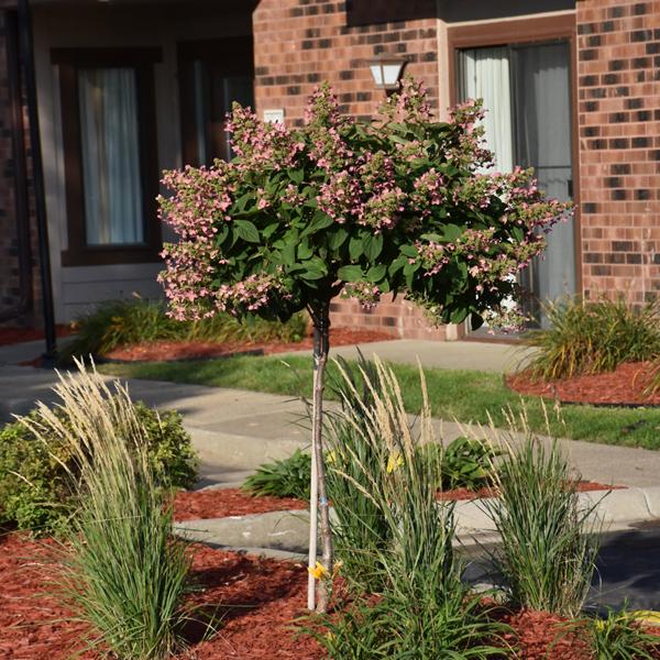 Hydrangea, Quick Fire--7 gallon