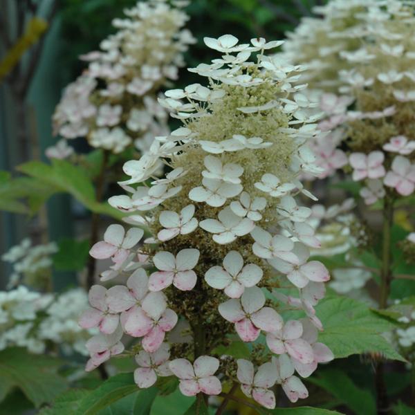 Hydrangea Quercifolia Alice - 3c