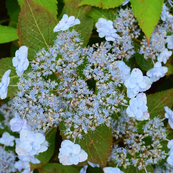 Hydrangea Serrata Tuff Stuff - 3c