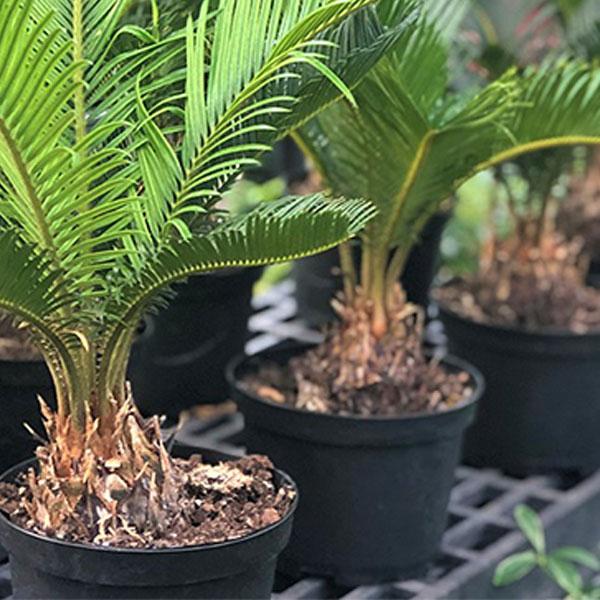 King Sago Palm - 6in