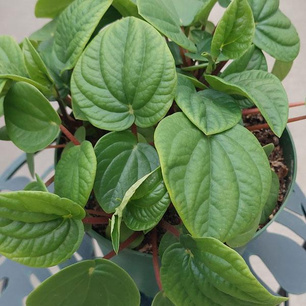 Peperomia Asst - 6in