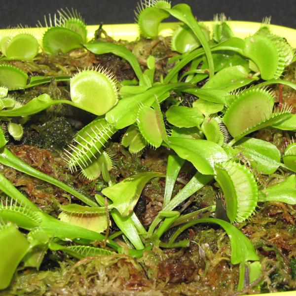 Carnivorous Venus Fly Trap - 3in