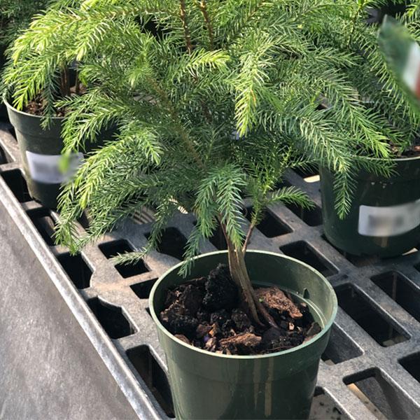 Norfolk Island Pine