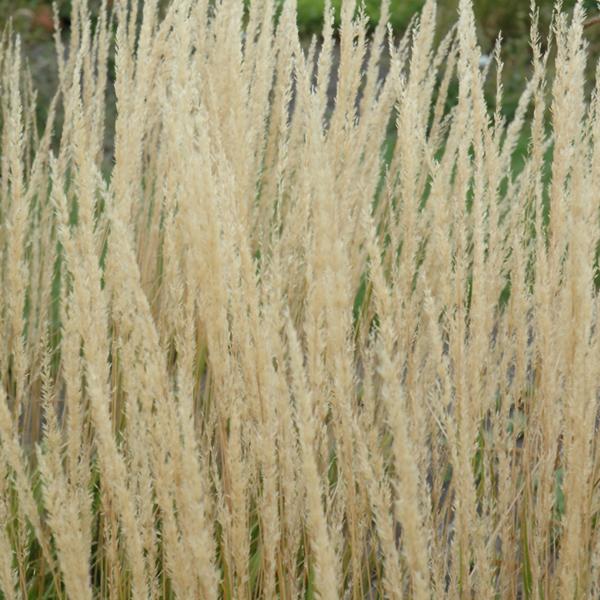 Feather Reed Grass Karl Foerster - 3c