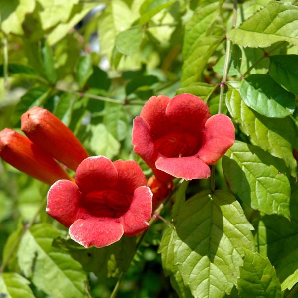 Trumpet Vine Madame Galen - 3c