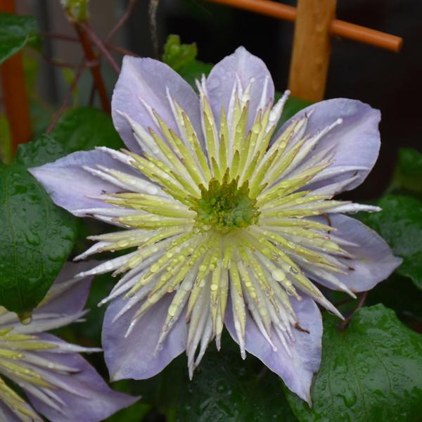 Clematis Crystal Fountain - 2c