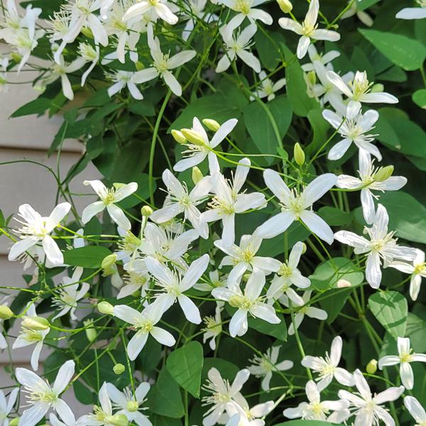 Clematis Sweet Autumn White - 3c