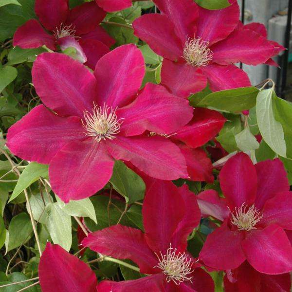 Clematis Rebecca - 2c