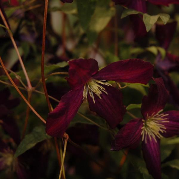 Clematis Sweet Summer Love - 2c