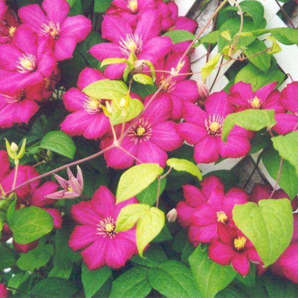 Clematis Ville De Lyon - 2c