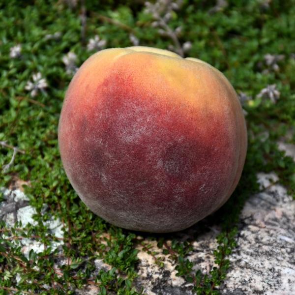 Peach - Contender Dwarf 5c