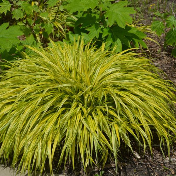 Golden Japanese Forest Grass Aureola - 1c