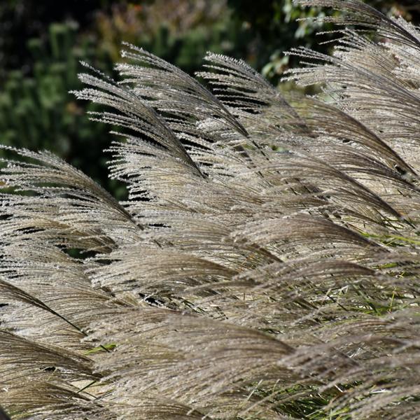 Maiden Grass Gracillimus - 2c