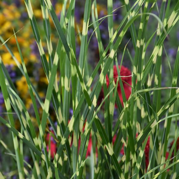 Japanese Silver Grass High Frequency - 4c
