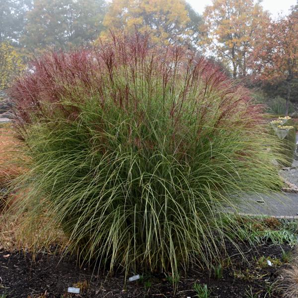 Maiden Grass Morning Light - 1c