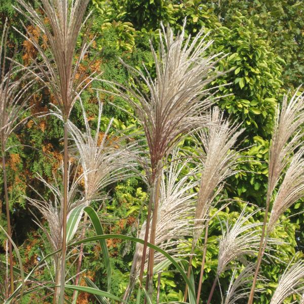 Japanese Silver Grass Variegatus - 2c