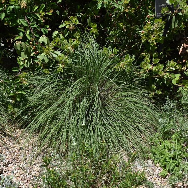 Ruby Muhly Grass  - 2c