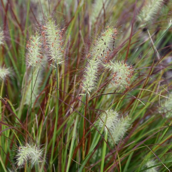 Fountain Grass Burgundy Bunny - 1c
